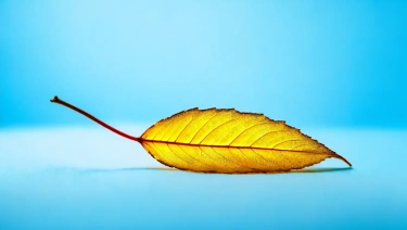 图像编辑2.1-图像上色